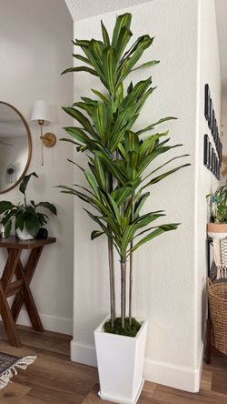Artificial Dracaena Tree in White Planter