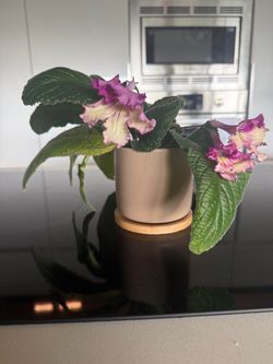 Streptocarpus Ladyslippers Yellow Pink Cap