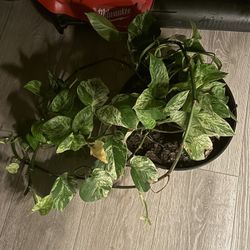 Marble Queen Pothos