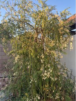 Moringa Seed