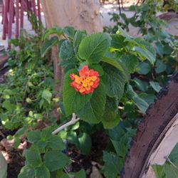 Lantana De Barios Colores 