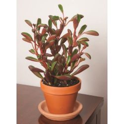 ❤️🌿✨ Peperomia Graveolens – Ruby Glow! ✨🌿❤️