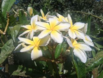 7 +ft plumeria , yellow white tropical tree plant