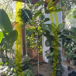 7ft fiddle leaf, 95820