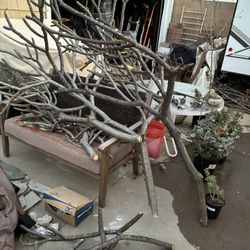 Large Plumeria Cuttings 