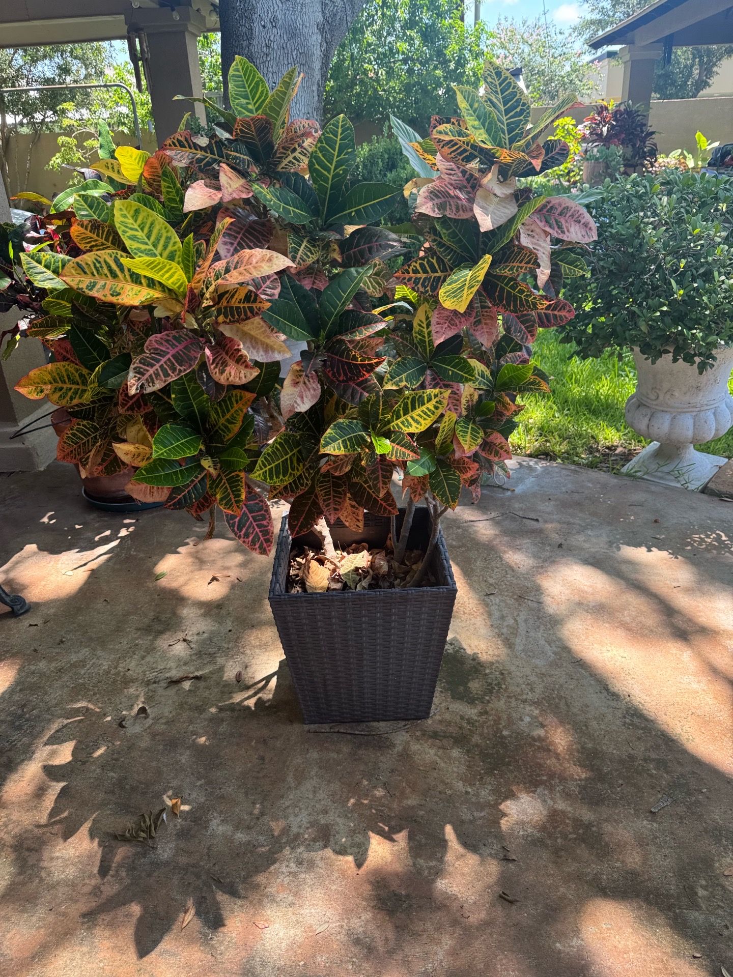 Beautiful Croton plant