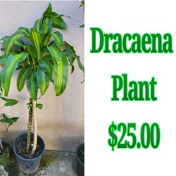 Dracaena Plant 