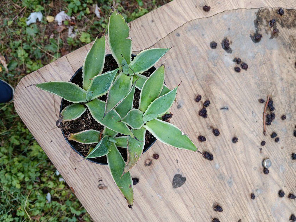 1 Dwarf Agave Marginata Plant 4" Diameter 