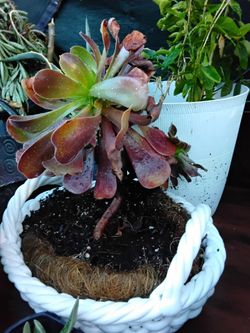 Real Plant
