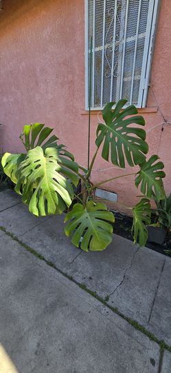 Monstera Deliciosa 4"8'