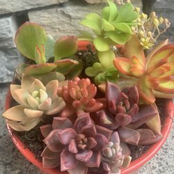 Indoor succulent arrangement in orange ceramic pot