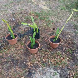 Dragon Fruit Plants Cheap!!