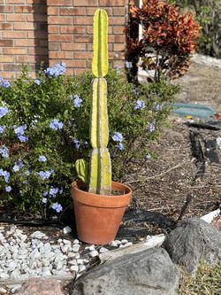 Unique Senita Cactus