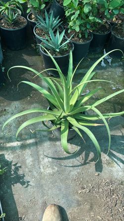 Agave bracteosa āCalamarā