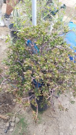 Planta desertica