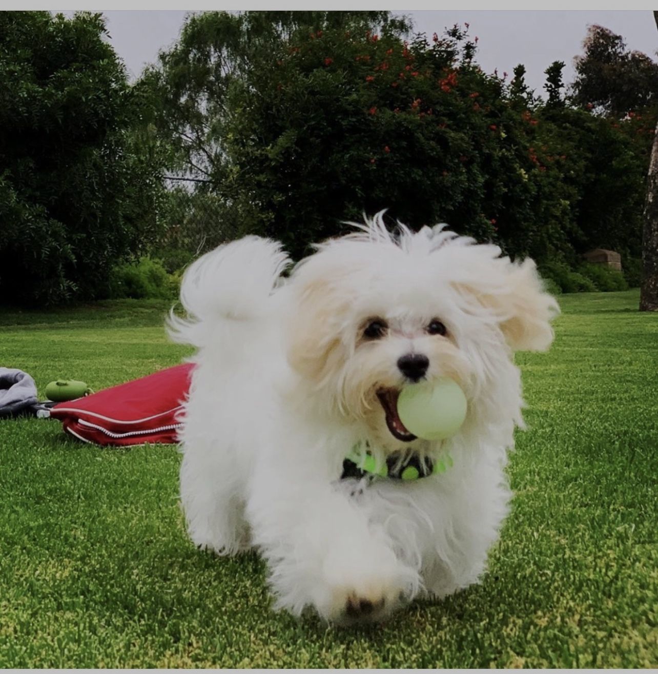 Pet Photographer // Portraits - Property