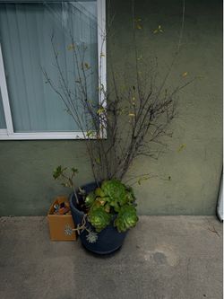 Pomegranate tree large plant