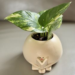 Pothos In Book Lover Planter