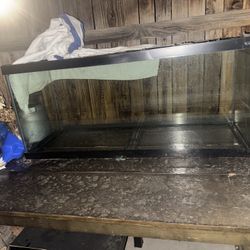 75 Gallon Fish Tank