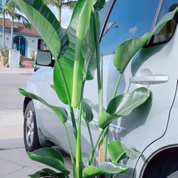 Multiple Bird of Paradise Plants 