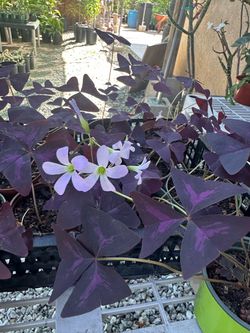 Purple trébol