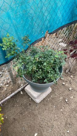 Hola estoy vendiendo mis plantas son rosas chicas
