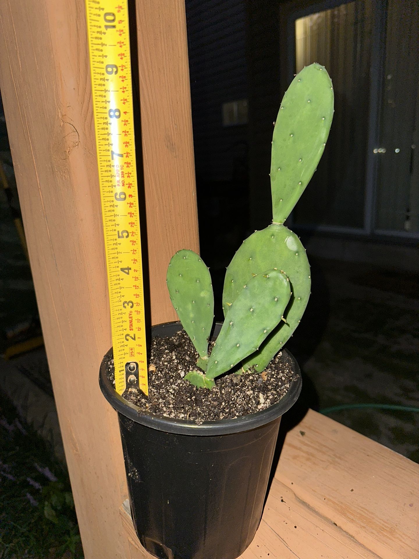 Cactus Plant