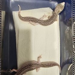Critter Cage 