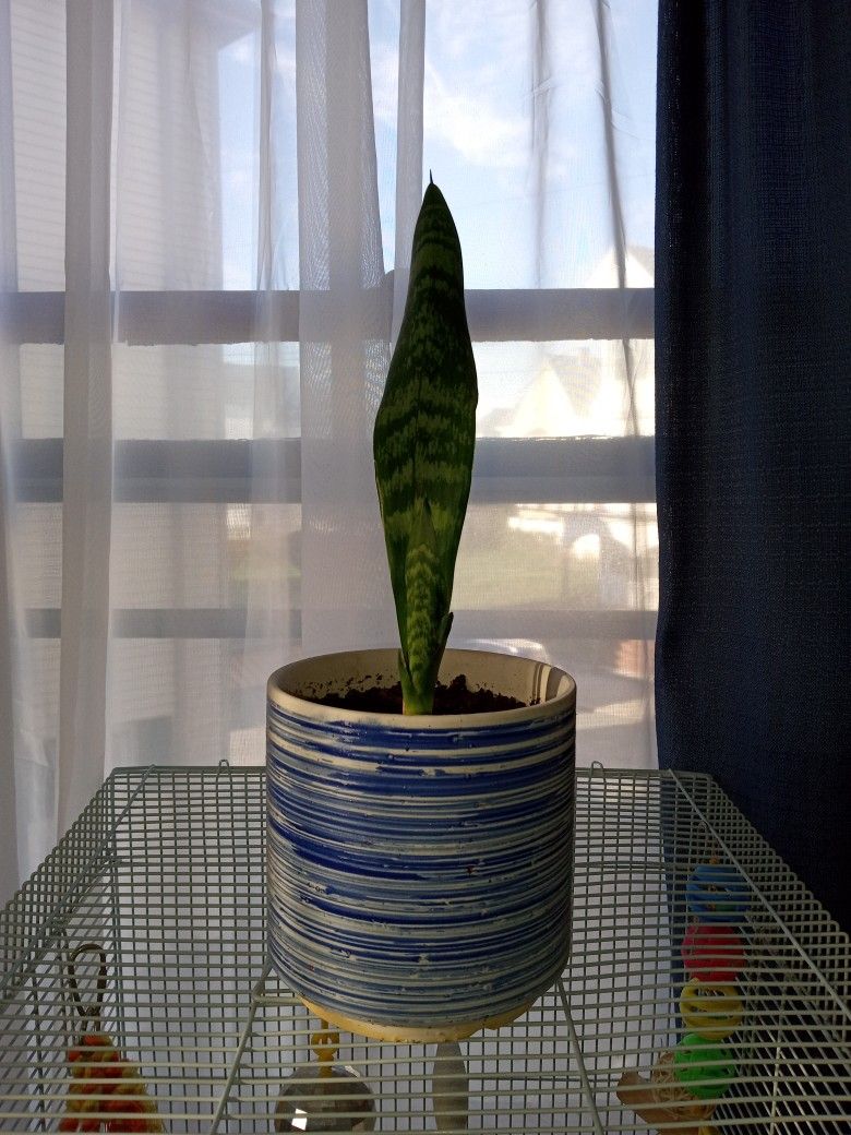 Snake House Plant 