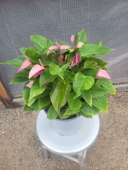 Anthurium Plant 8" Nursery Pot