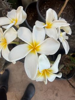 Plumeria