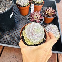 Echeveria Purple Butterfly 