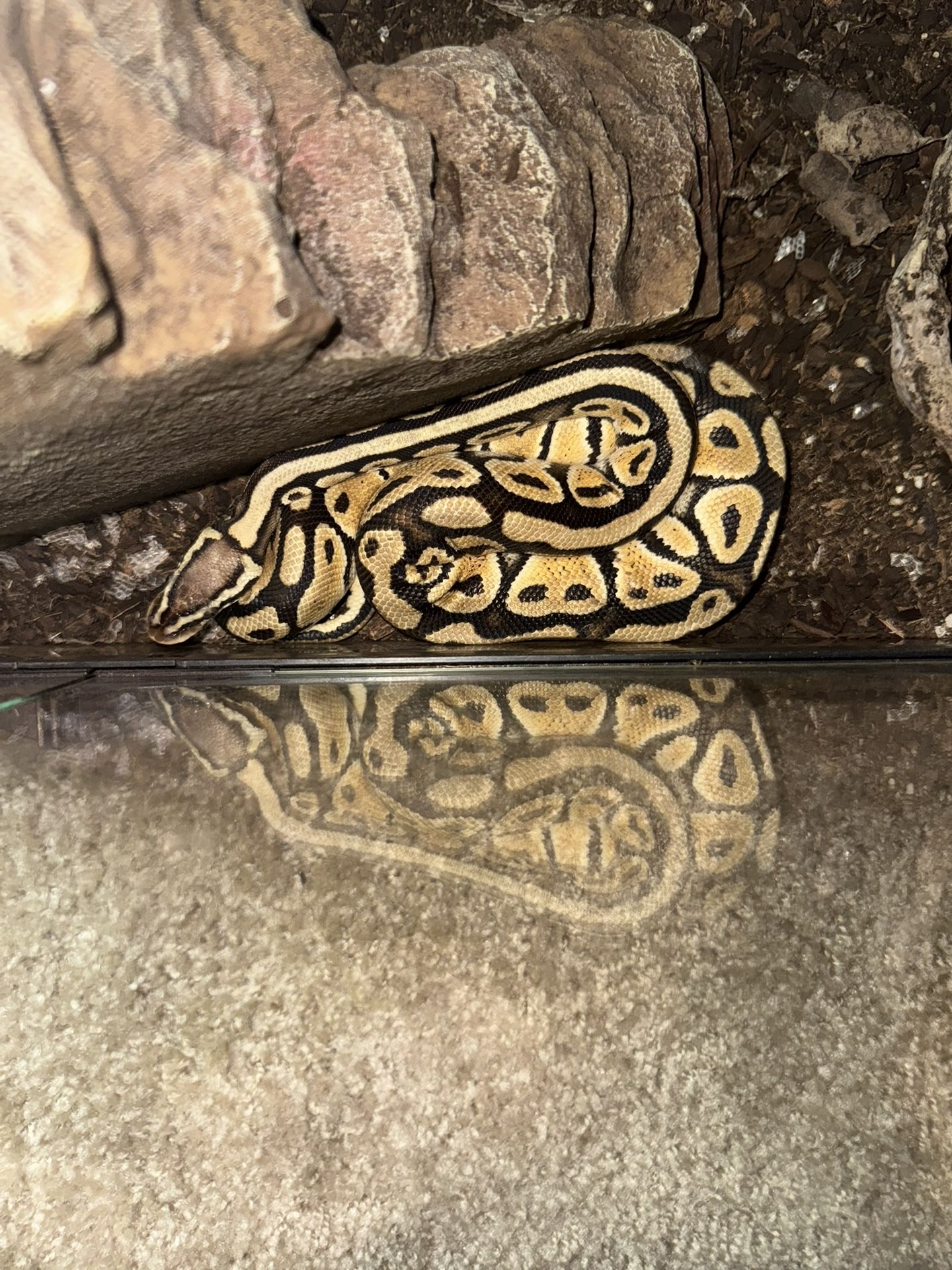 Ball Python Snake