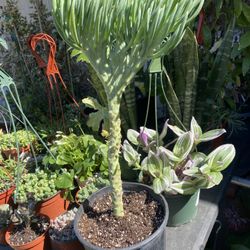 mermaid tail succulent ,1 Gallons Pot,16 “tall,6 “tail ,rooted ,$65 Each