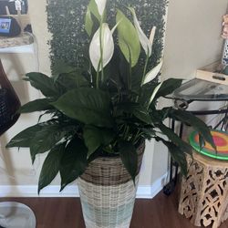 Beautiful And Large Peace Lily 🕊️ In Planter