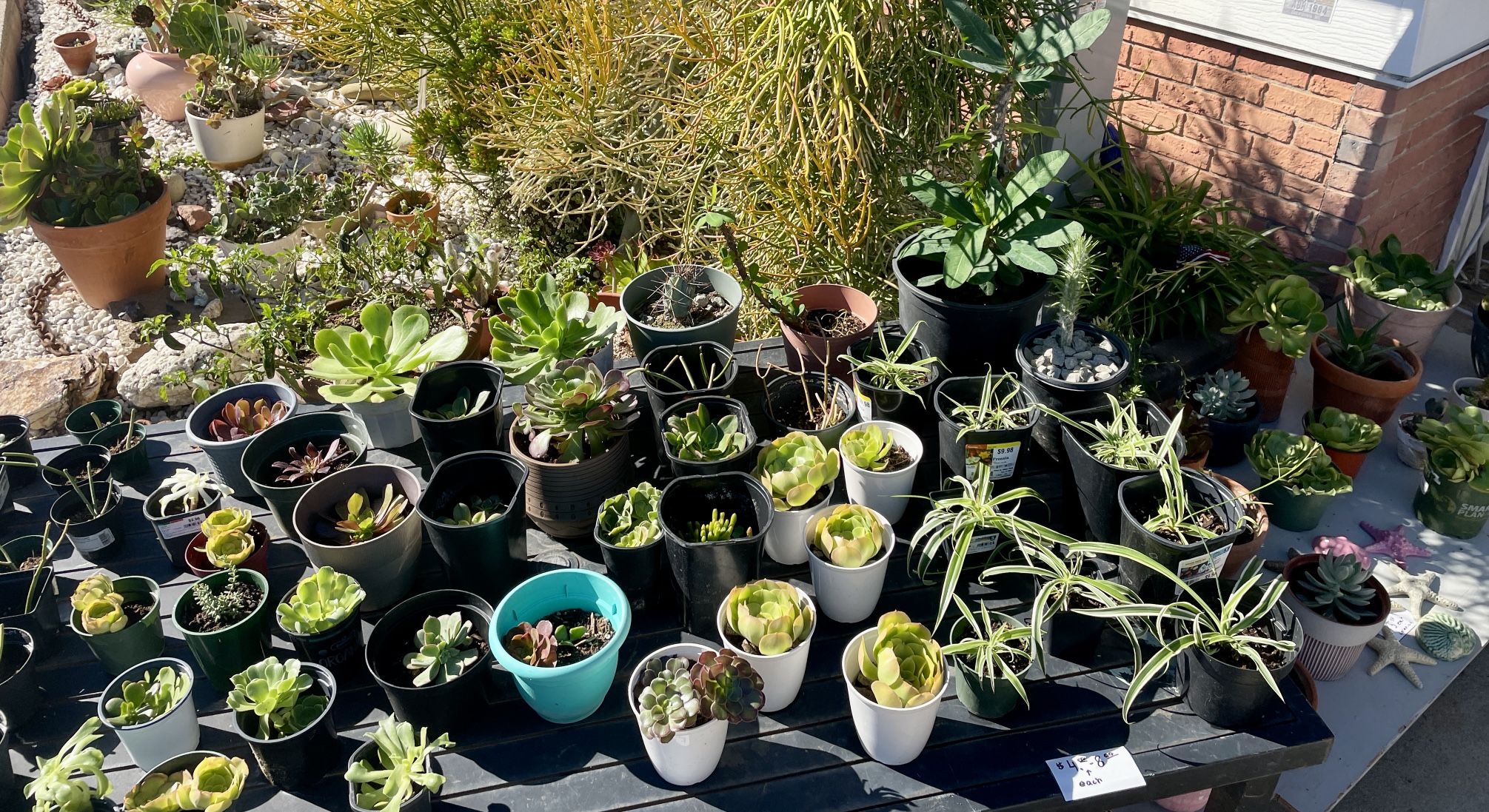 Plant Sale/Garage Sale