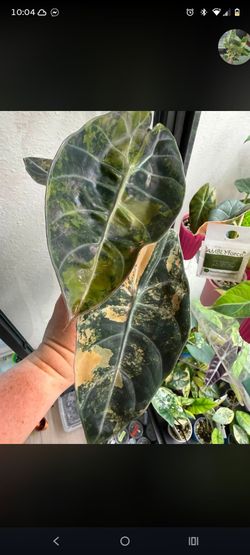 Variegated peach sedenii aurea corm