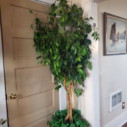Beautiful Artificial Ficus Tree