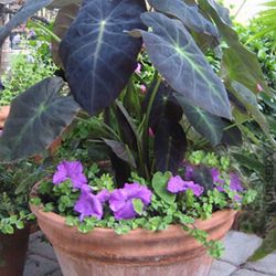 Black Magic Elephant Ear Plant Colocasia Esculenta Bulb Rhizome Tuber