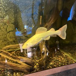 Fish Tank Decoration 