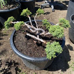 Juniper Nana Bonsai, Topiary Tree 10 Gal. Pot 