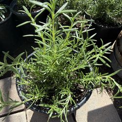 Rosemary Or Romero Plans $10 Each Price Firm