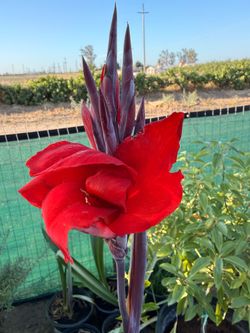 Calla lily rojo