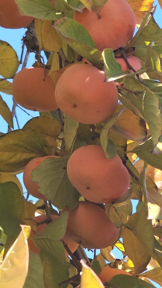 Fresh persimmons. $ 0.45 cents each.
