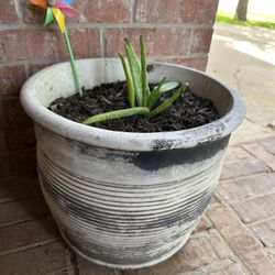 The beautiful plant!  Potted!   Please 