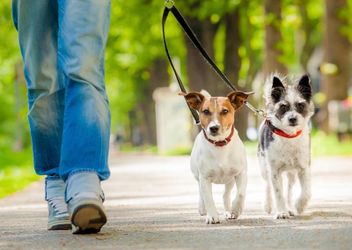 DOG WALKING AND PET SITTING !