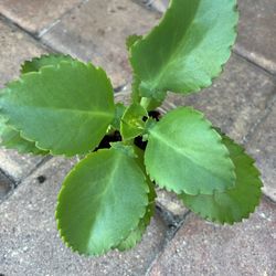 Kalanchoe pinnata - Mother Of Thousands 🪴