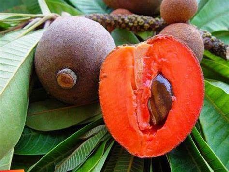 Mamey Trees ππππΏπΏπΏπΏ