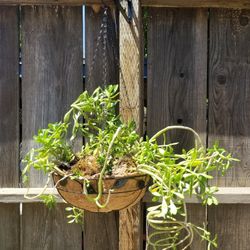 Succulent in Hanging Basket ×Climbing Jade×