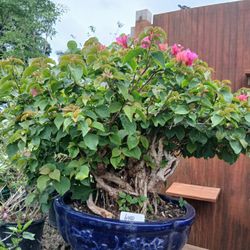 Gorgeous Bougainvillea Bonsai 🌸 $450